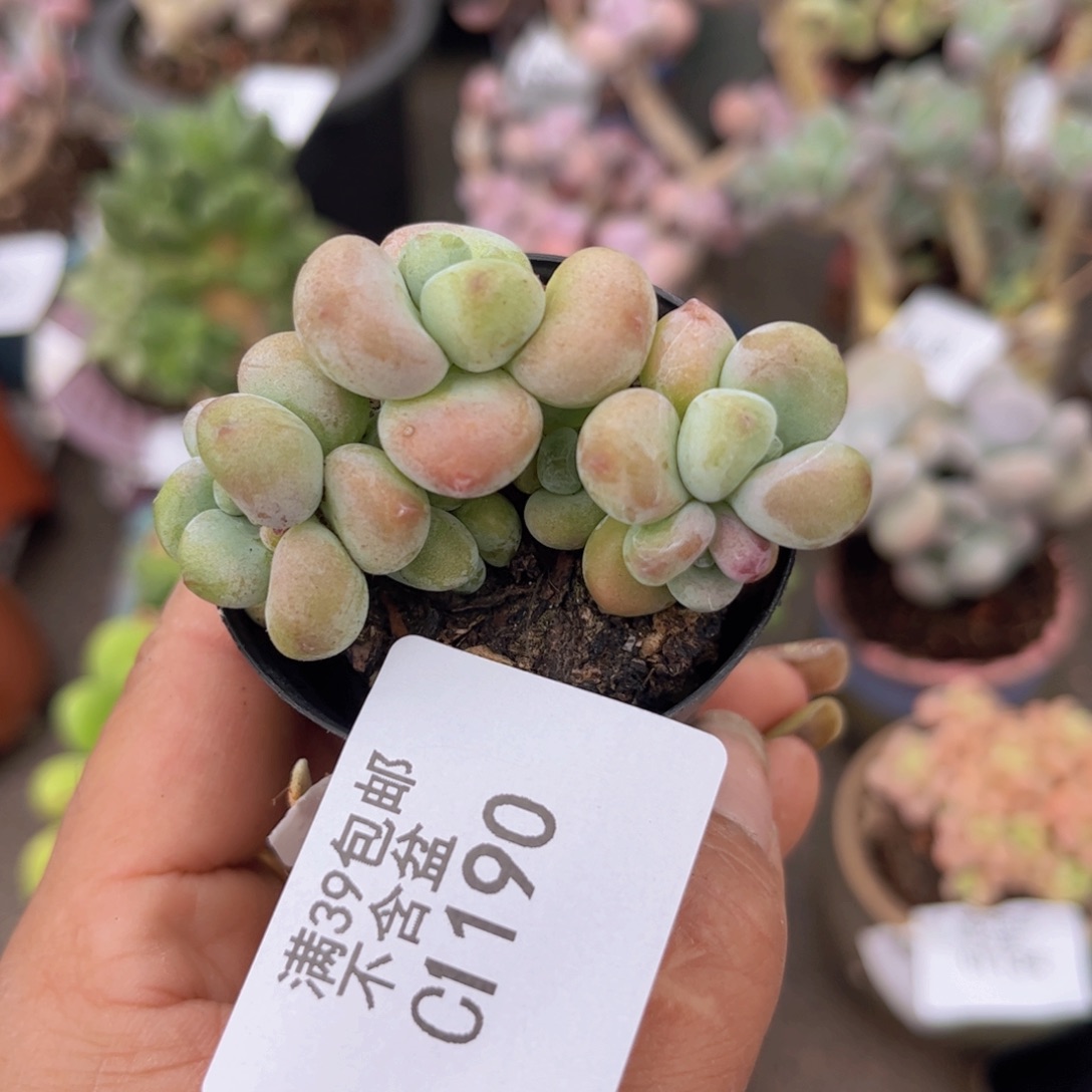小团子1190/5cm多肉