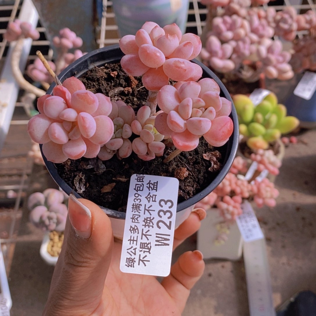 萌豆233:7vm多肉