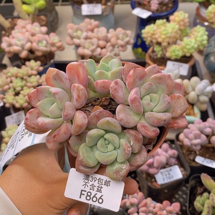 866花斑鹿多肉9cm