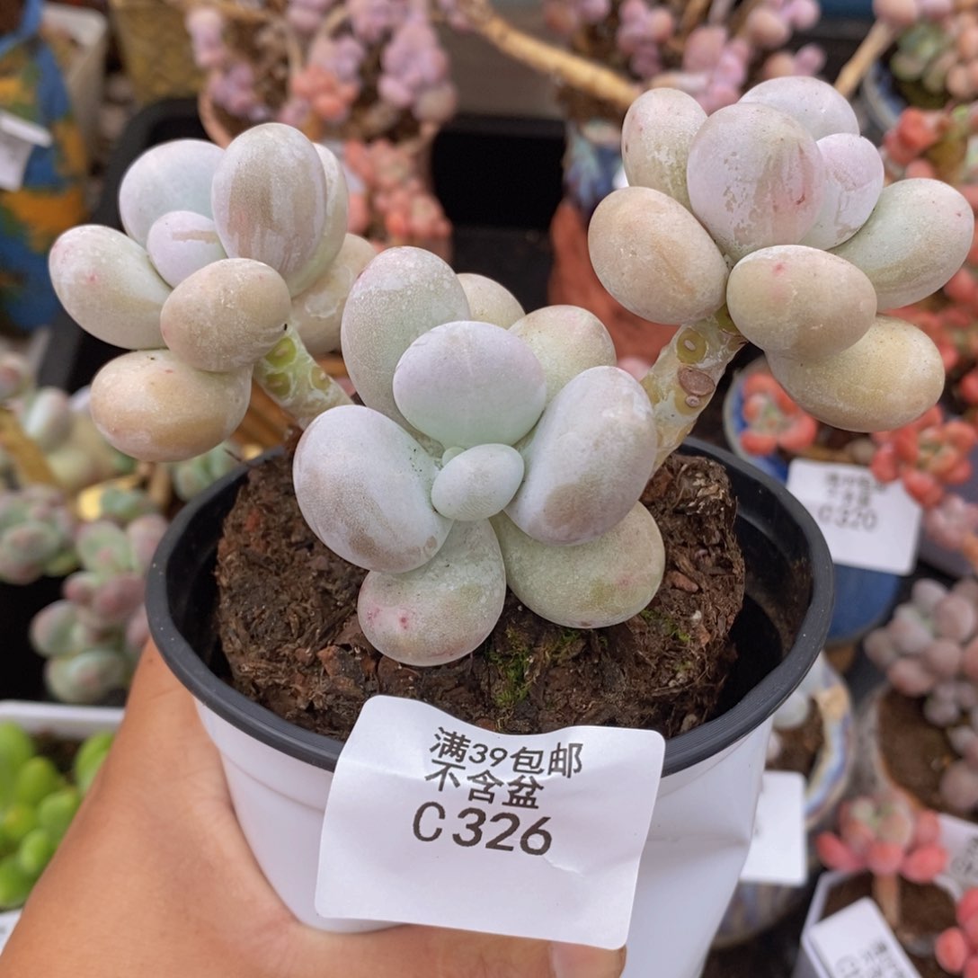 水光针奶酪326多肉植物