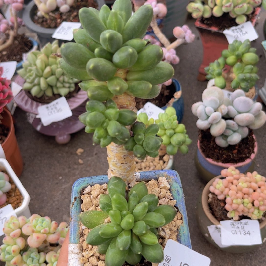 香蕉树1185/7cm叶片肥炸掉叶