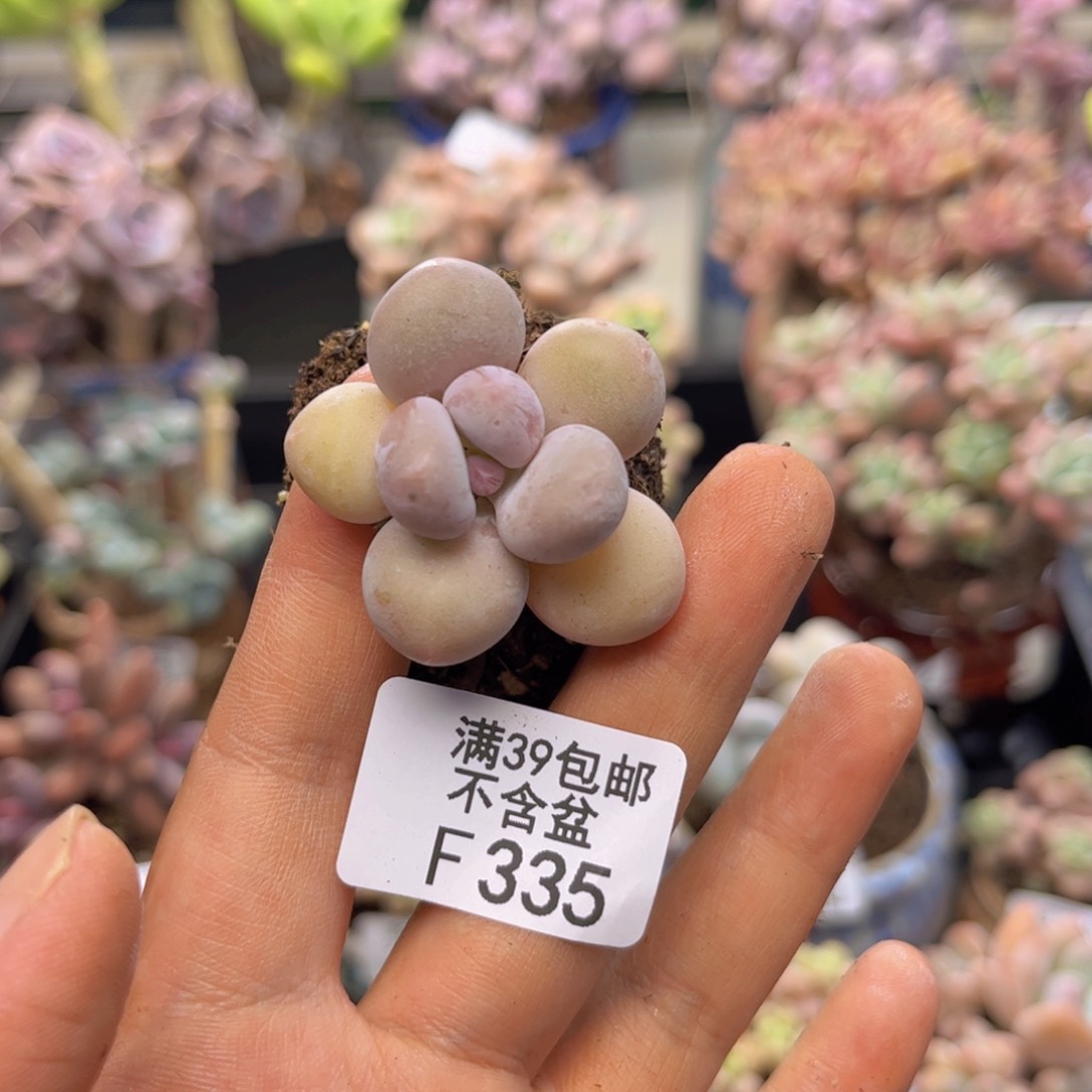 335蛋黄奶多肉2cm