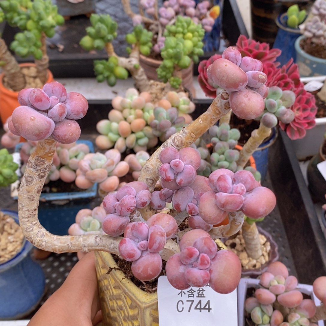 老桩腰子桃蛋8cm744多肉植物