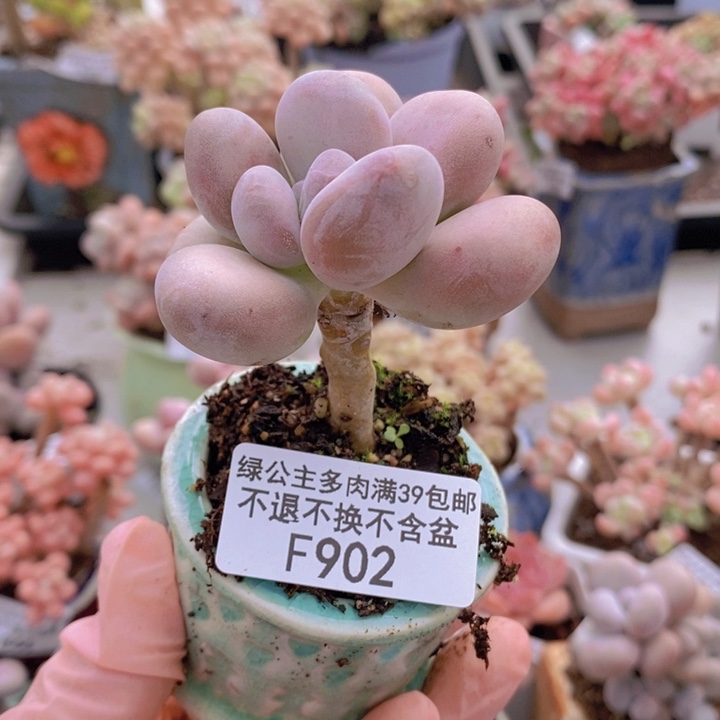 橙雪球单头902多肉植物