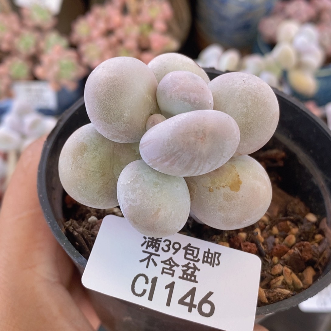 芭比奶洛5cm1146多肉植物