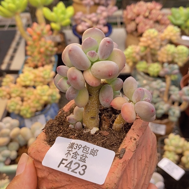 423苹果奶四代多肉5cm