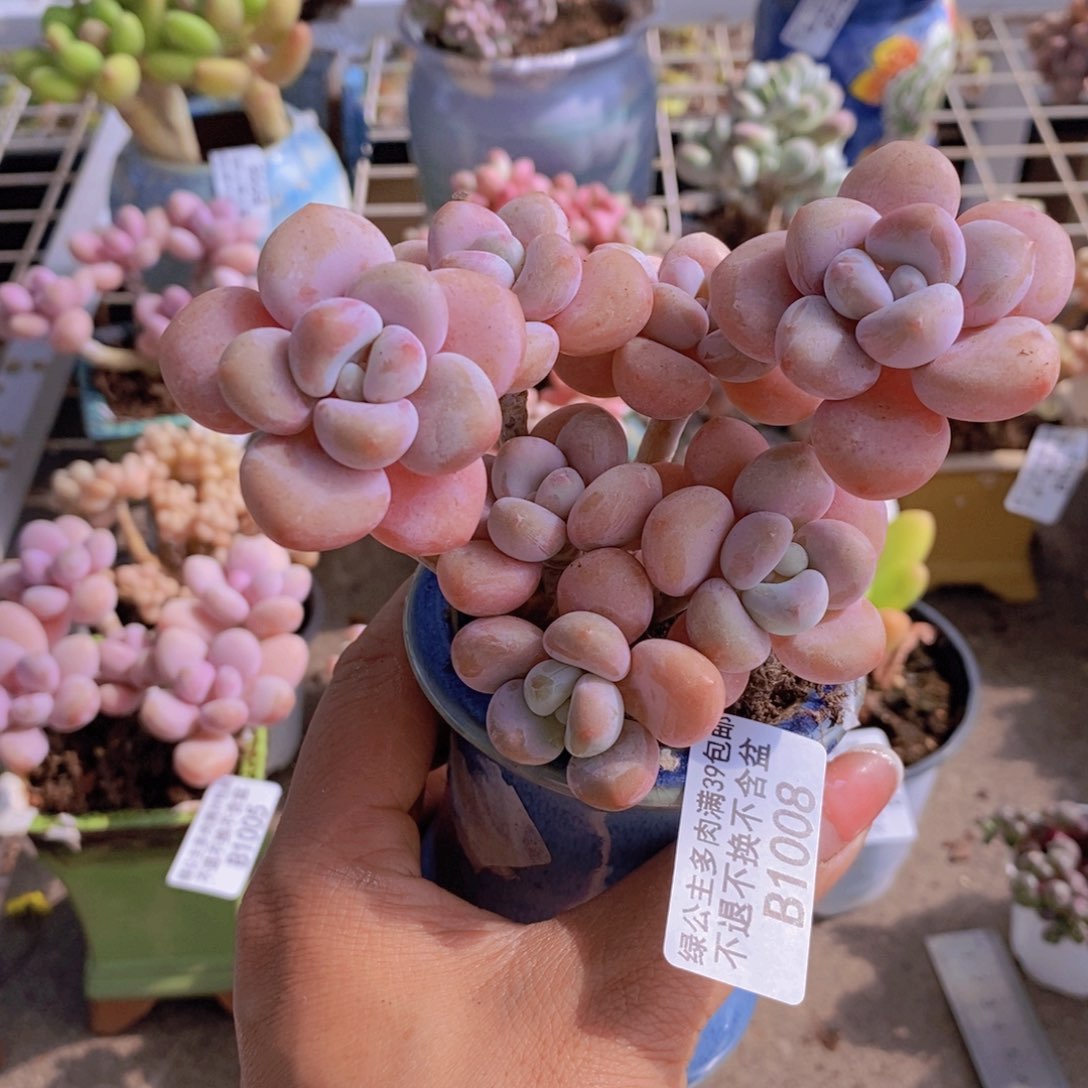 香水洛神1008/10v m