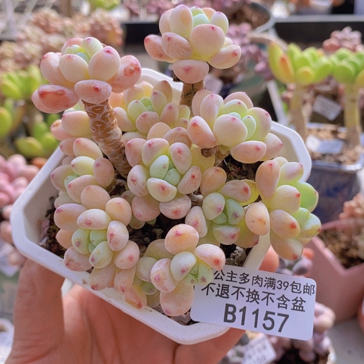 樱花罗琦老桩有砍9cm157多肉植物