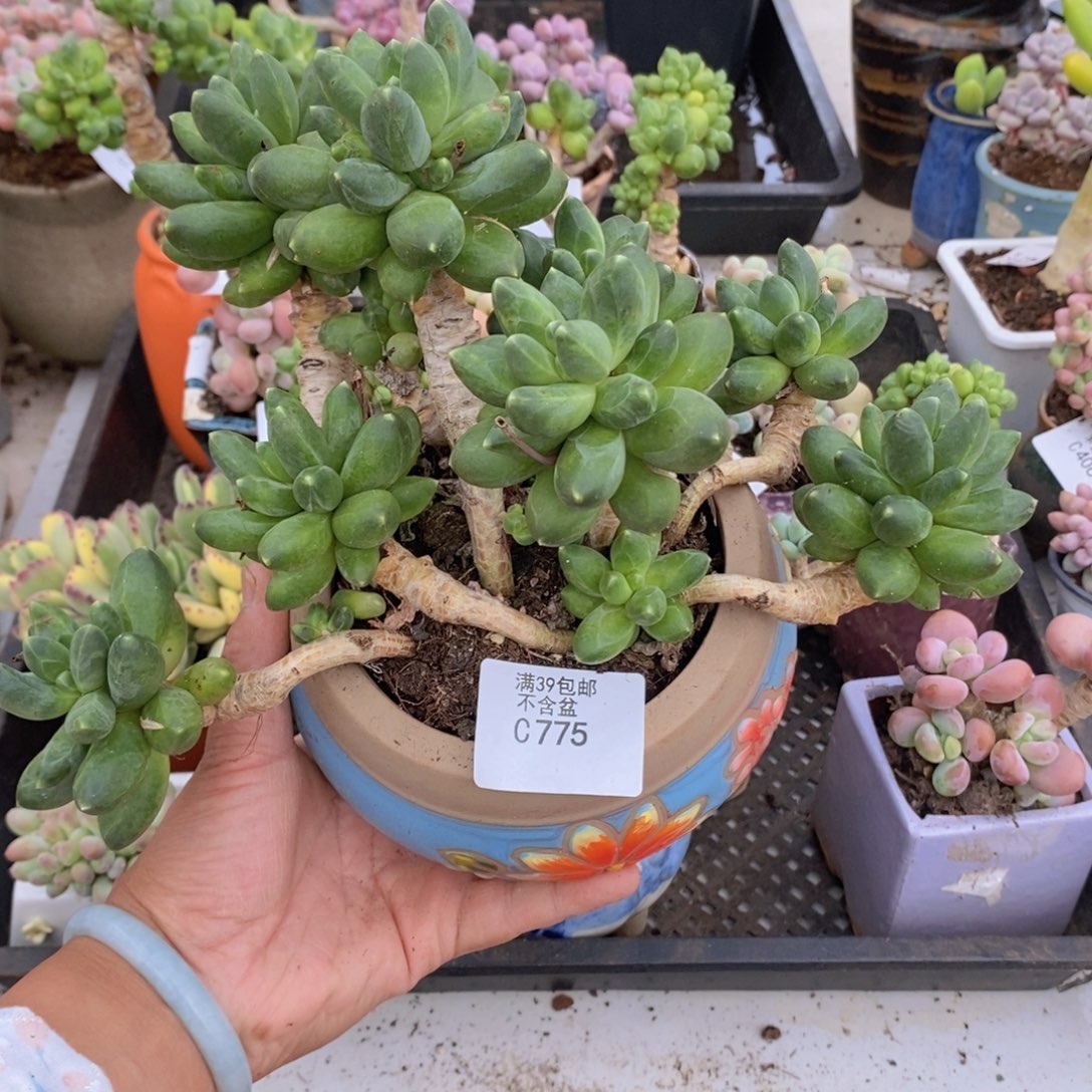 香蕉树老桩散拼会掉叶775多肉植物
