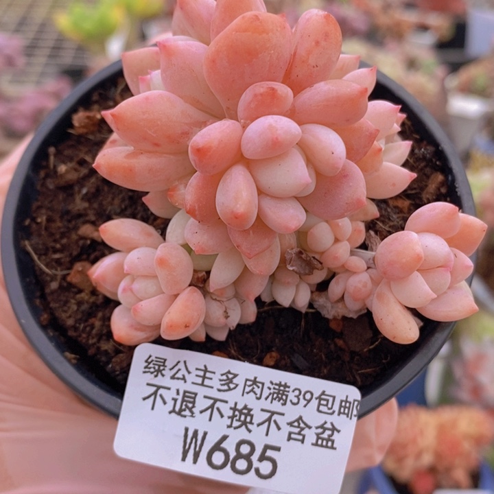 小桃红6cm685多肉植物