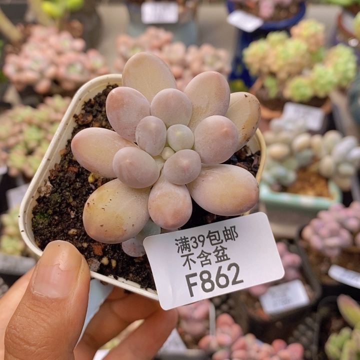 862手指奶多肉6cm