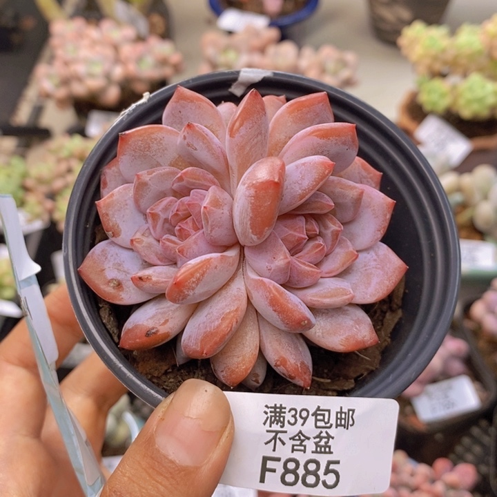 885钻石橙子多肉7cm