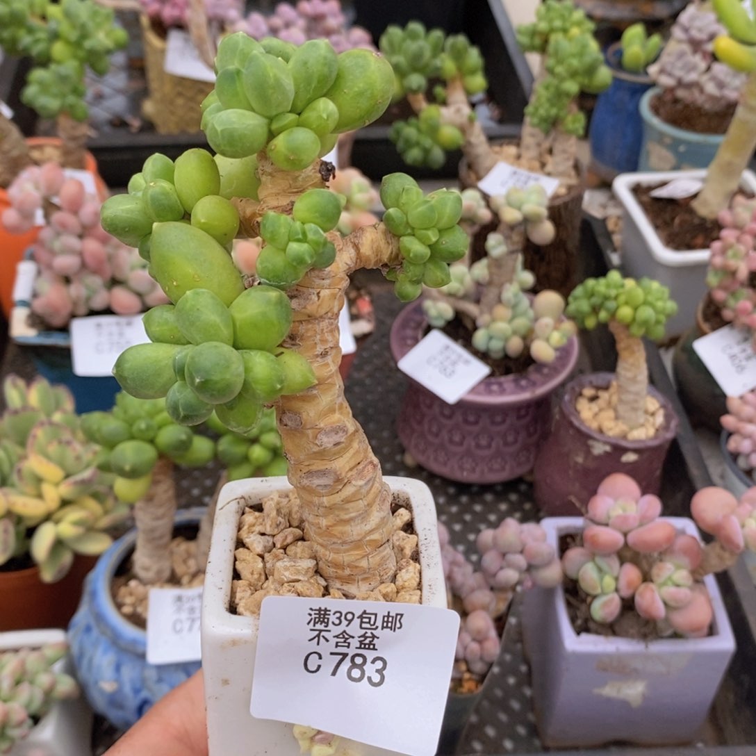 香蕉树老桩会掉叶783多肉植物