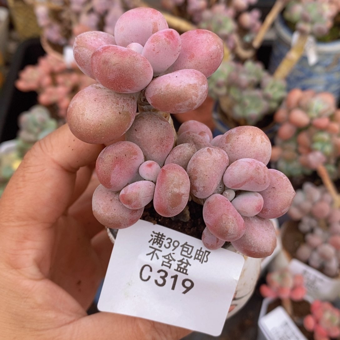 腰子桃蛋5cm319多肉植物