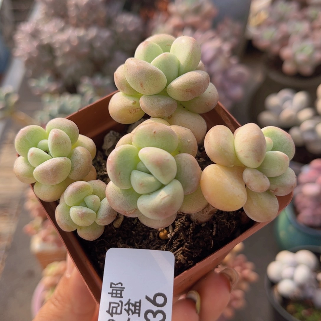 泡泡糖536/6cm多肉