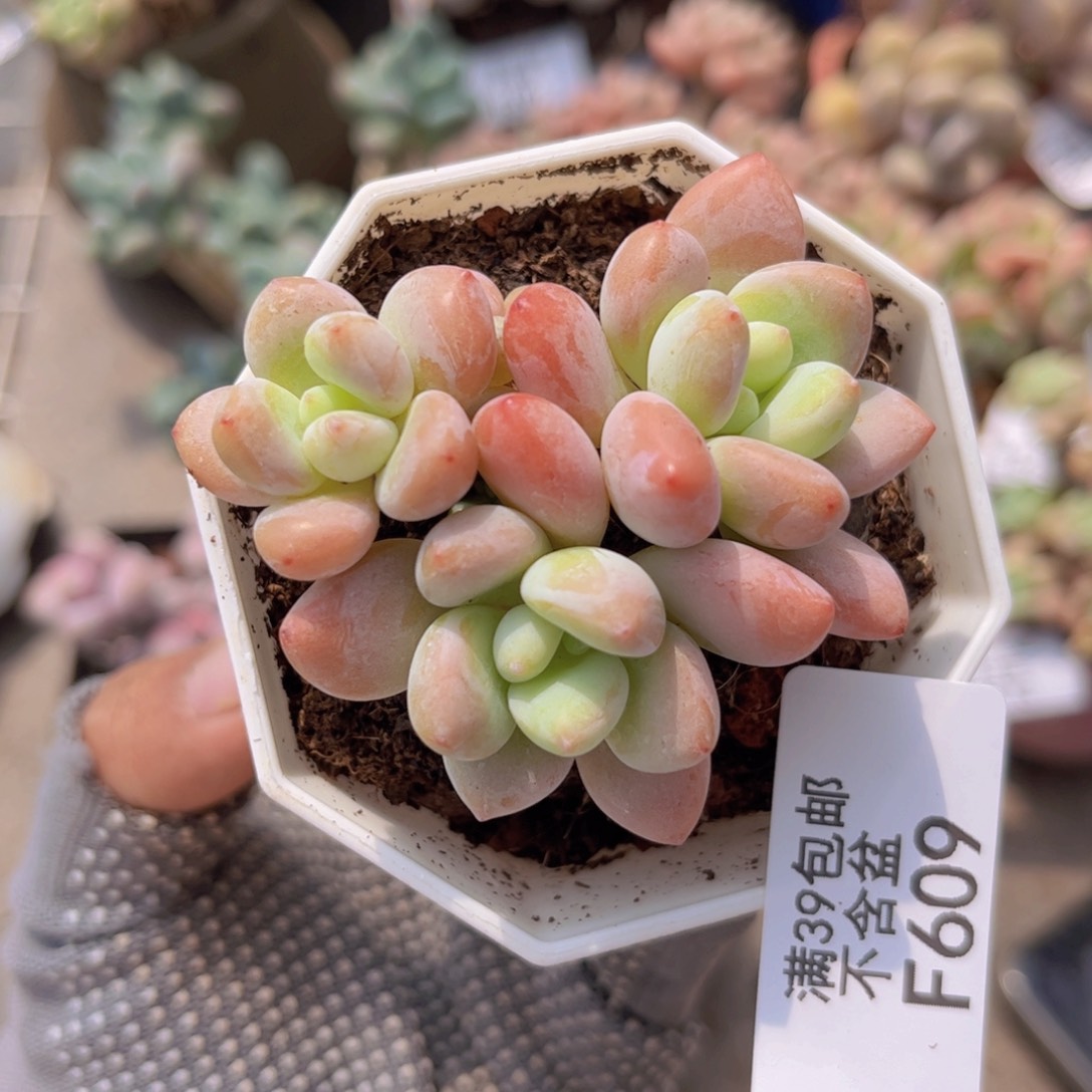 洛神609/5vm多肉