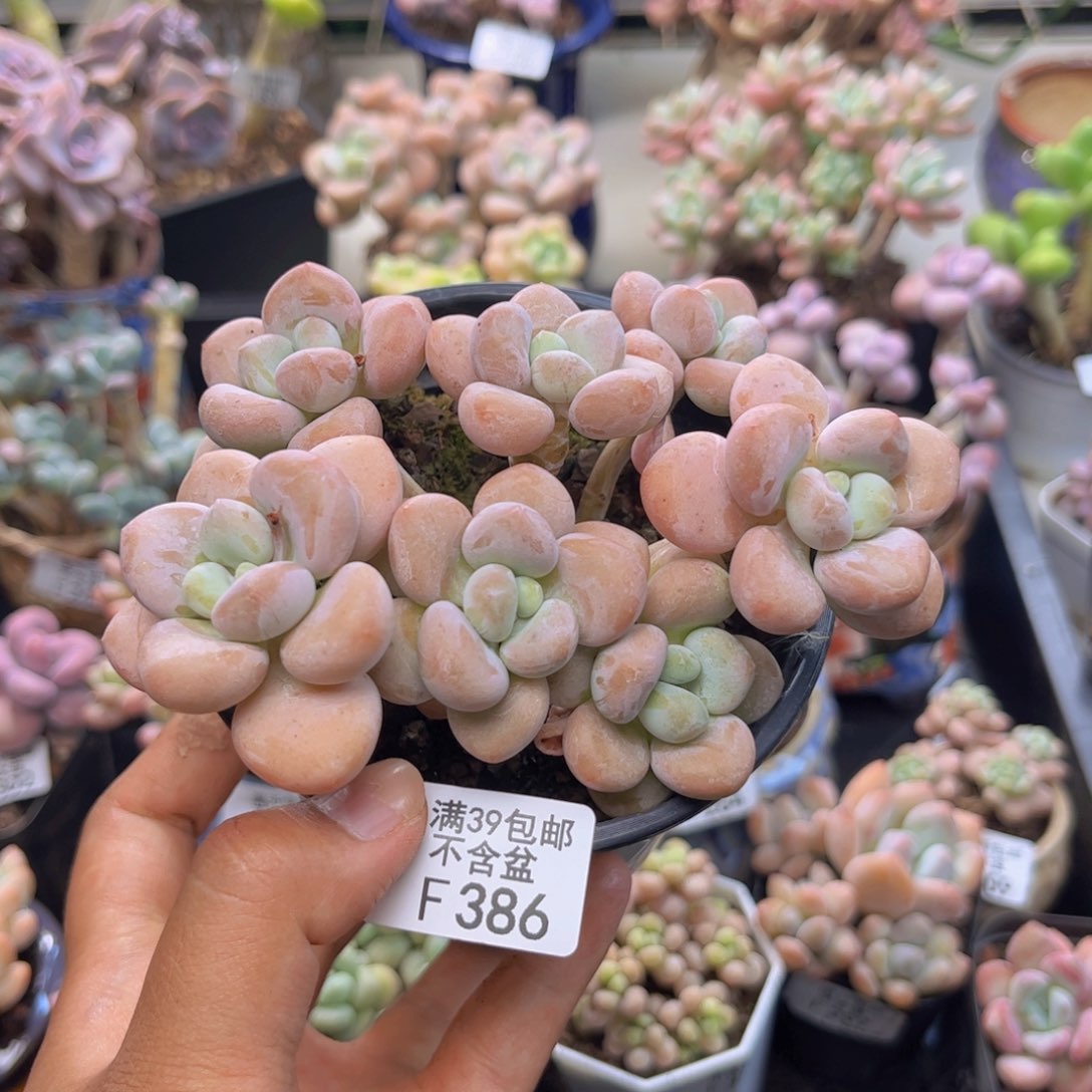 386橘子香水多肉9cm