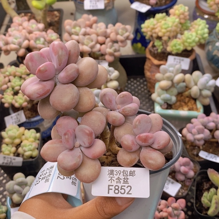 852亚美桃蛋多肉10cm