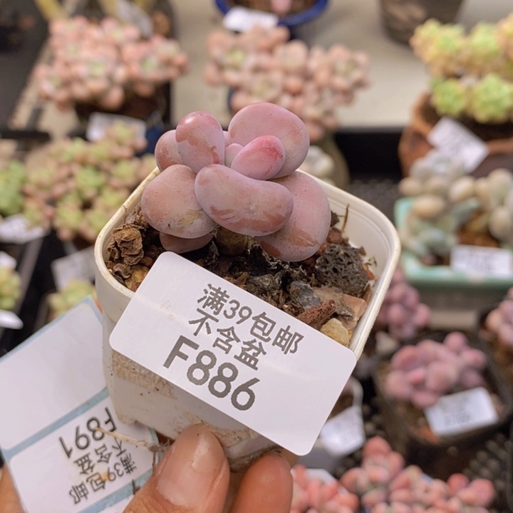 886腰子桃蛋多肉2cm