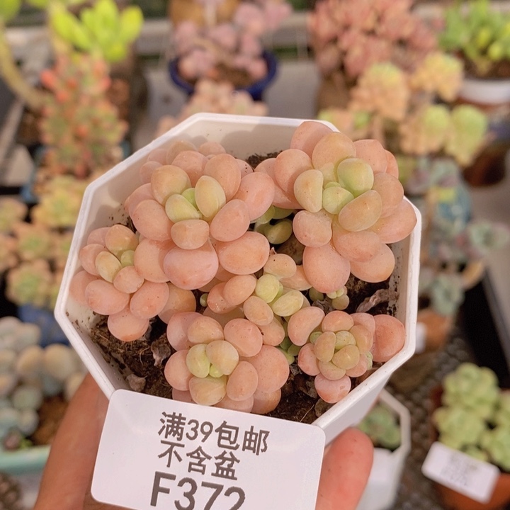 372鱼子酱多肉6cm
