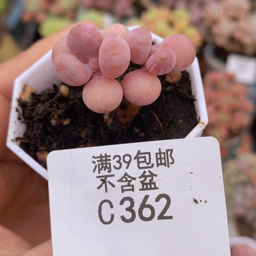 糖果美人3cm362多肉