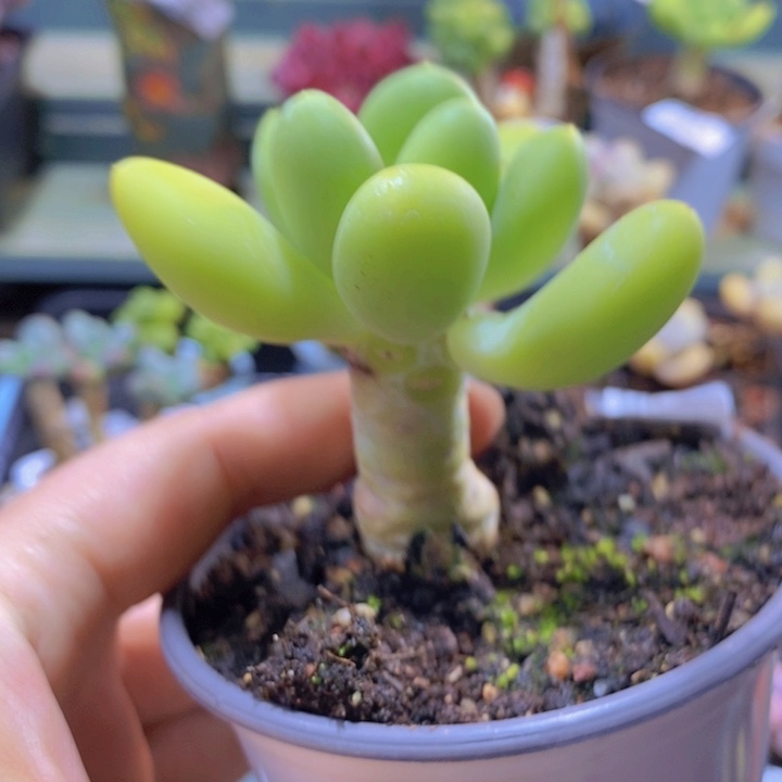 617 芒果奶5 厘米