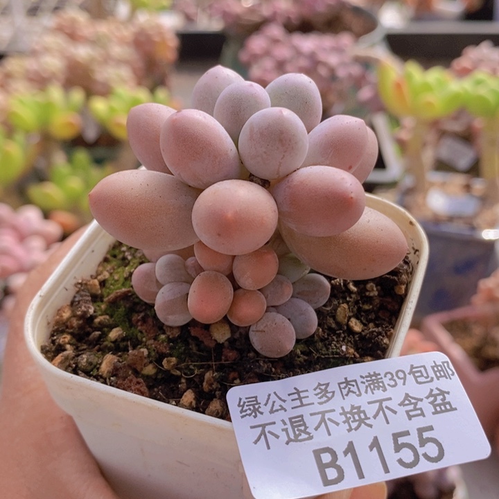 手指奶5cm1155多肉植物