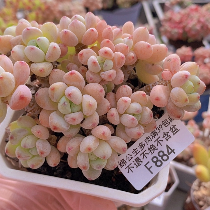 樱花罗琦老桩有砍10cm884多肉植物