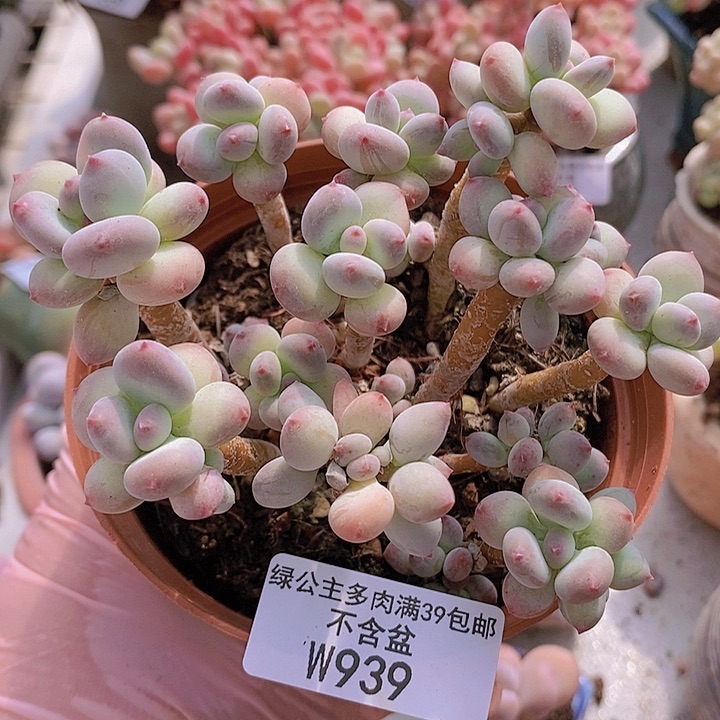 苹果奶散拼10vm939多肉植物