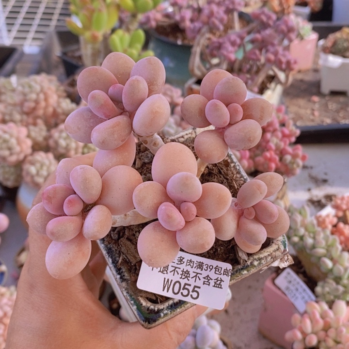 糖果桃蛋老桩9vm055多肉植物