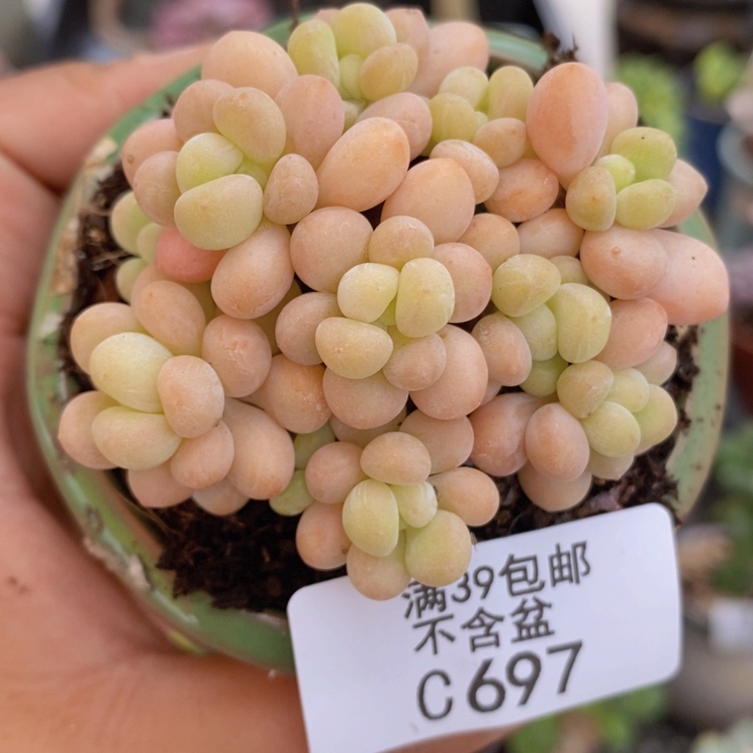 洛可可6cm697多肉植物