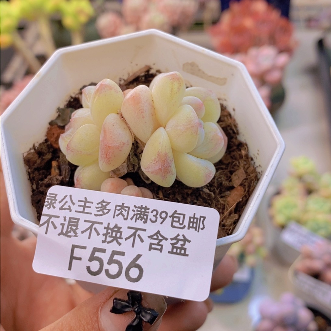556珍妮冰玉不包整