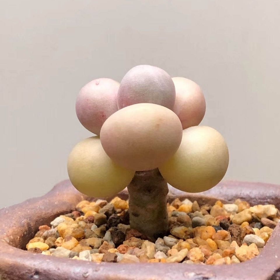 绿公主多肉韩货多肉植物 绿植盆盆栽水光奶酪