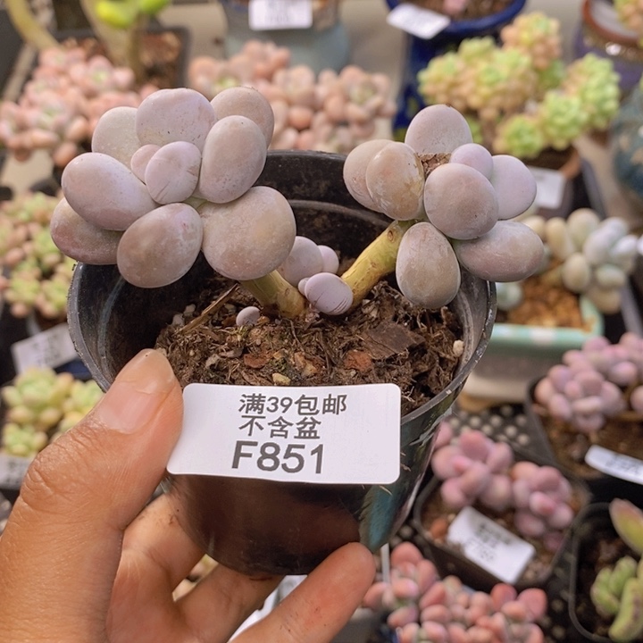 851芭比奶多肉7cm