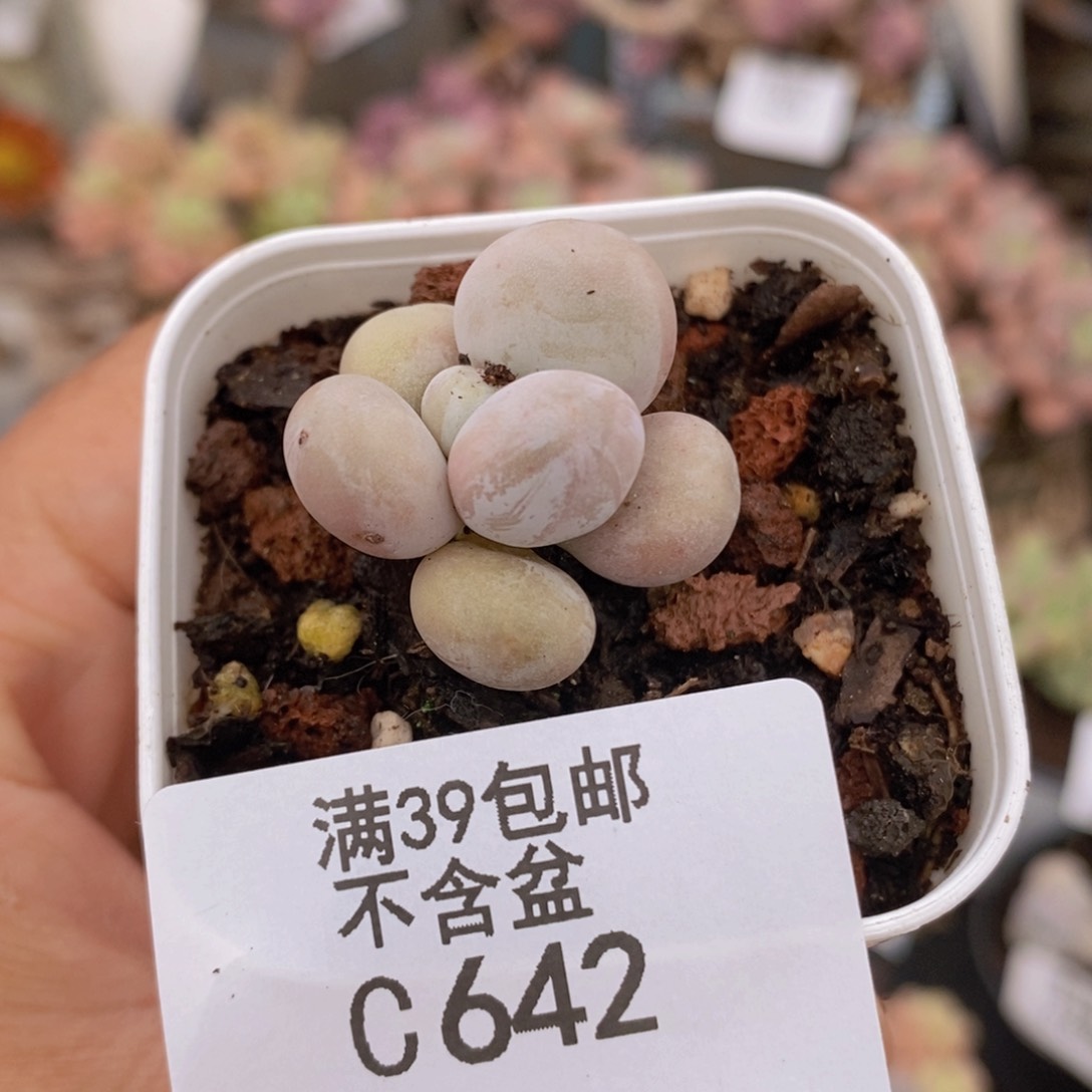 橙奶2vm642多肉植物