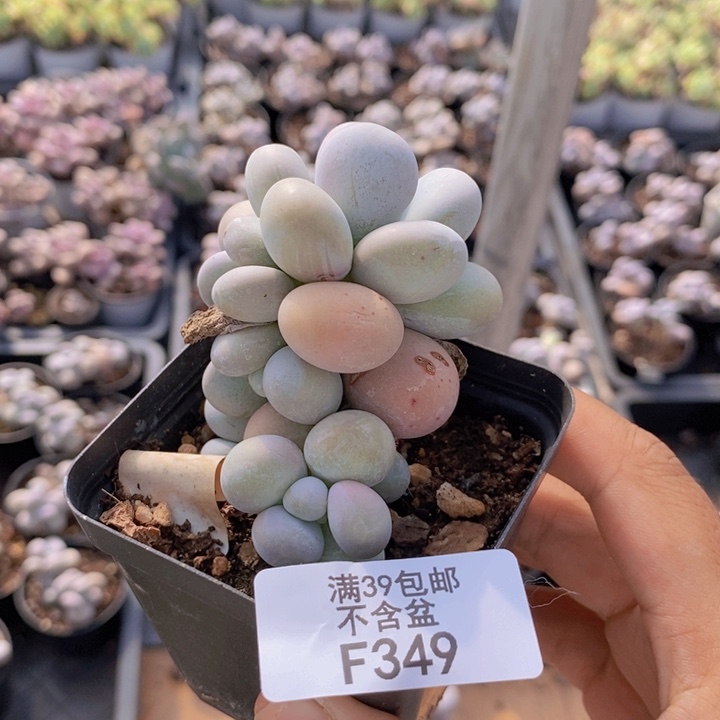 349橙奶多肉肉6cm