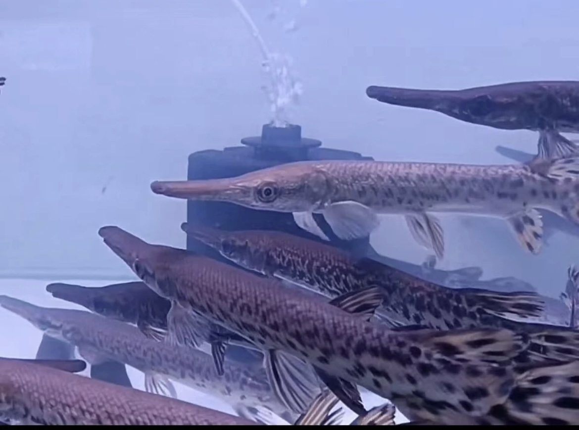 鳄雀膳鱼福鳄苗鳄雀鳝苗子猛鱼观赏也热带鱼福鄂鱼尖嘴鱼雷龙鱼