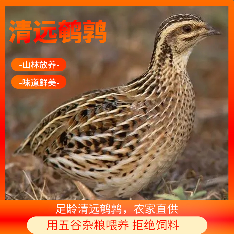 清远农家新鲜大号炖汤烧烤老鹌鹑20只装速冻（屠宰好）24小时内发出