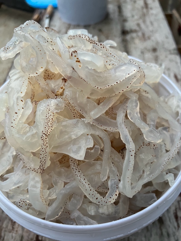 （吴川良美特产）野生天然白海蛰丝-约18斤桶装-净重10