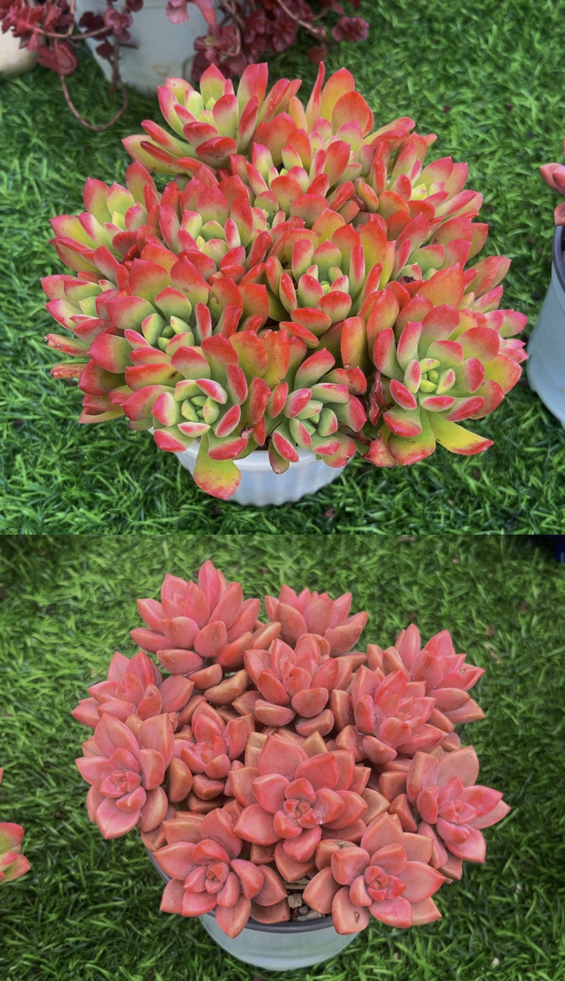 K小桃红+好运连连  好看好养多肉植物，带塑料盆带土