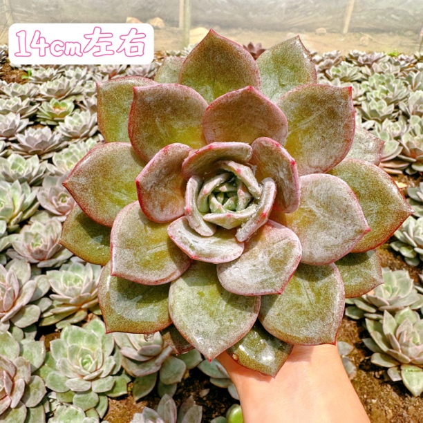 D德国香槟 好看好养多肉植物，露天地栽脱土发货。