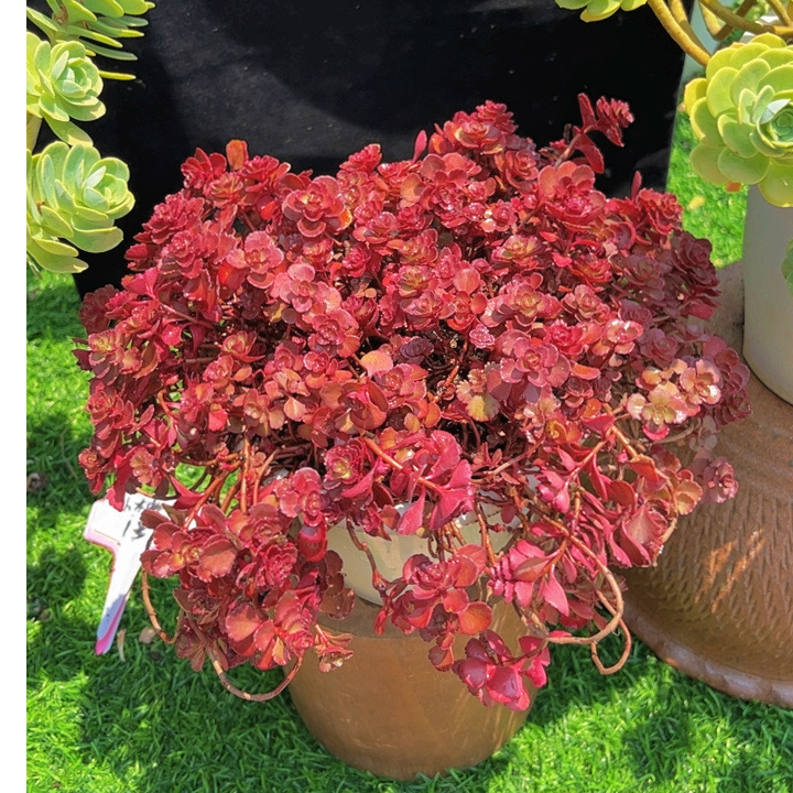 A小球玫瑰 好看好养多肉植物，收到醒花两个小时