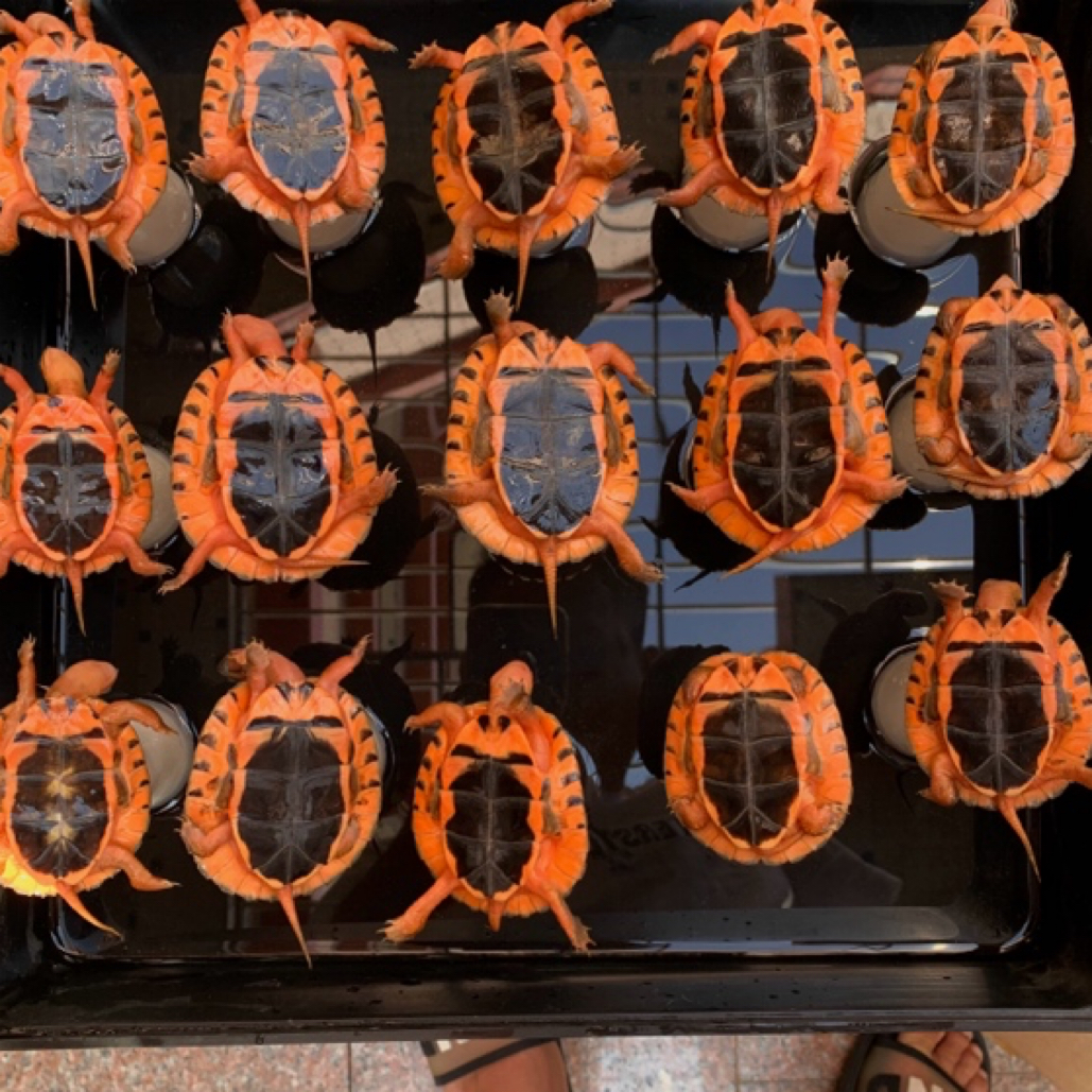 （直播精选）越南金钱龟米底黑底海南金钱龟大黄头活体全幼苗大龟