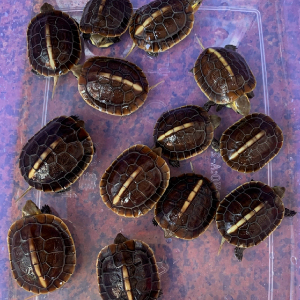 (直播精选）精品台缘苗黄缘龟安缘龟台缘龟