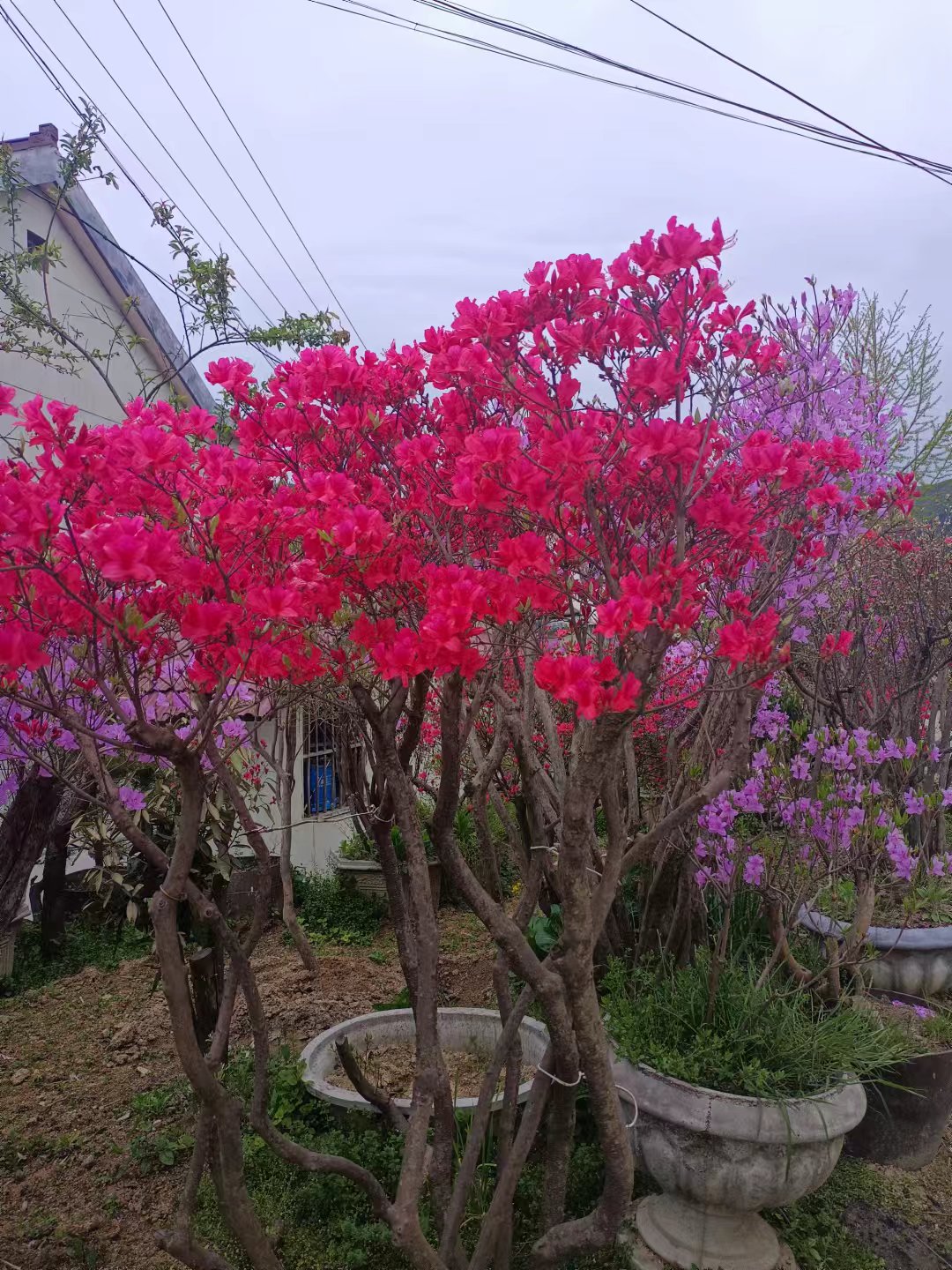 红花大别山映山红花卉