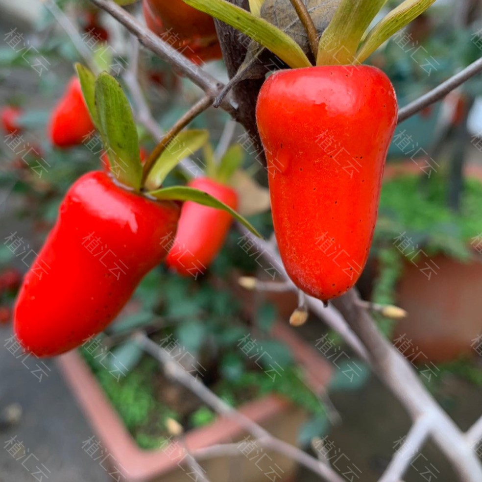 黄翅紫血红（虞姬）滁州下山品种！！！直播间拍用