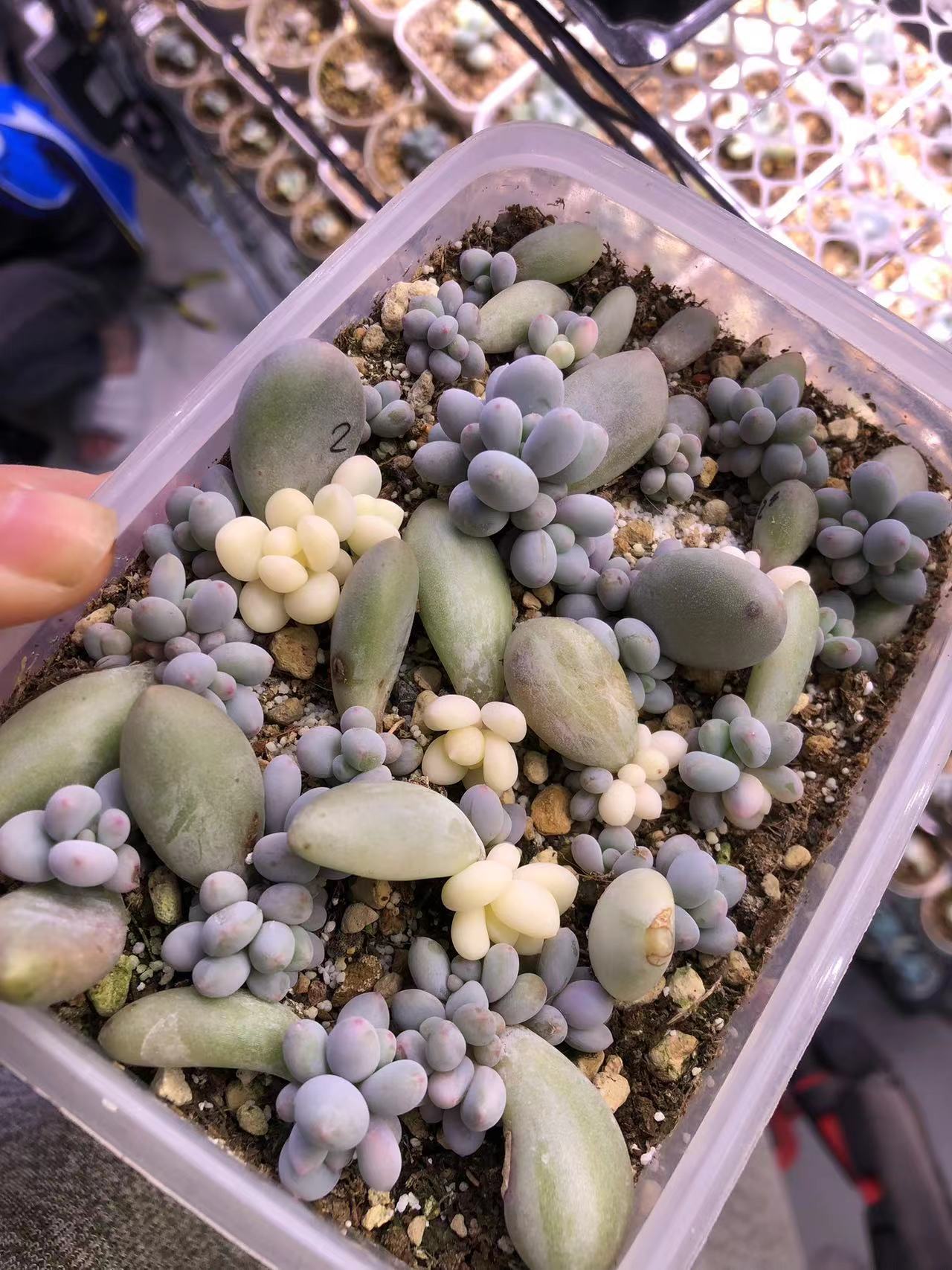 奶酪锦，奶酪叶插苗，有锦和无锦基因的