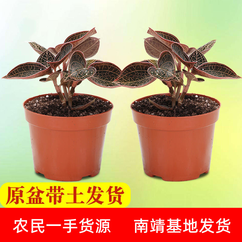 福建南靖农民发货金线莲种植杯苗原盆好养煲汤好食材营养组合观赏