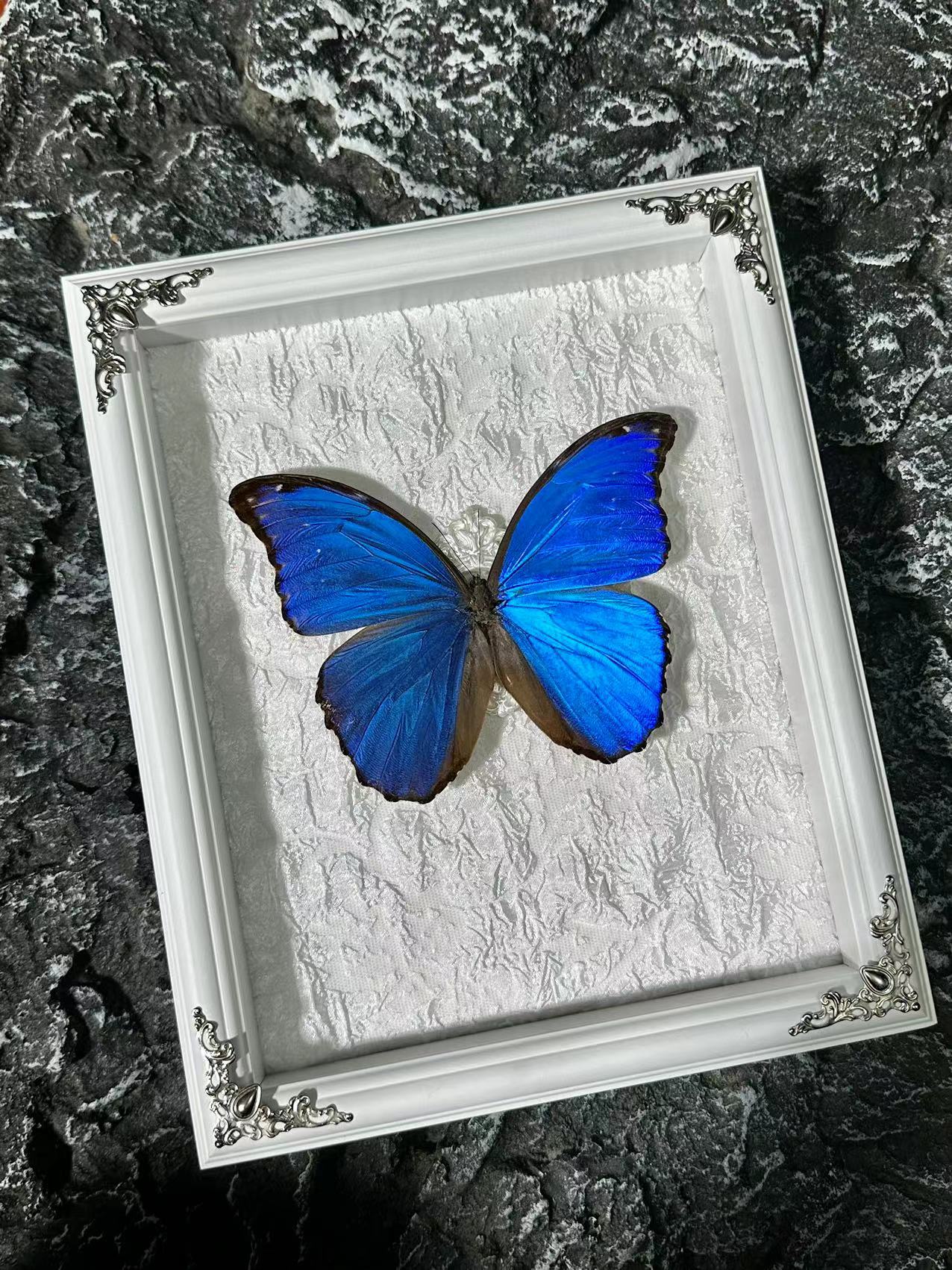 大蓝闪蝶艺术标本精选清新蝴蝶装饰画摆件送女朋友儿童生日礼物蓝