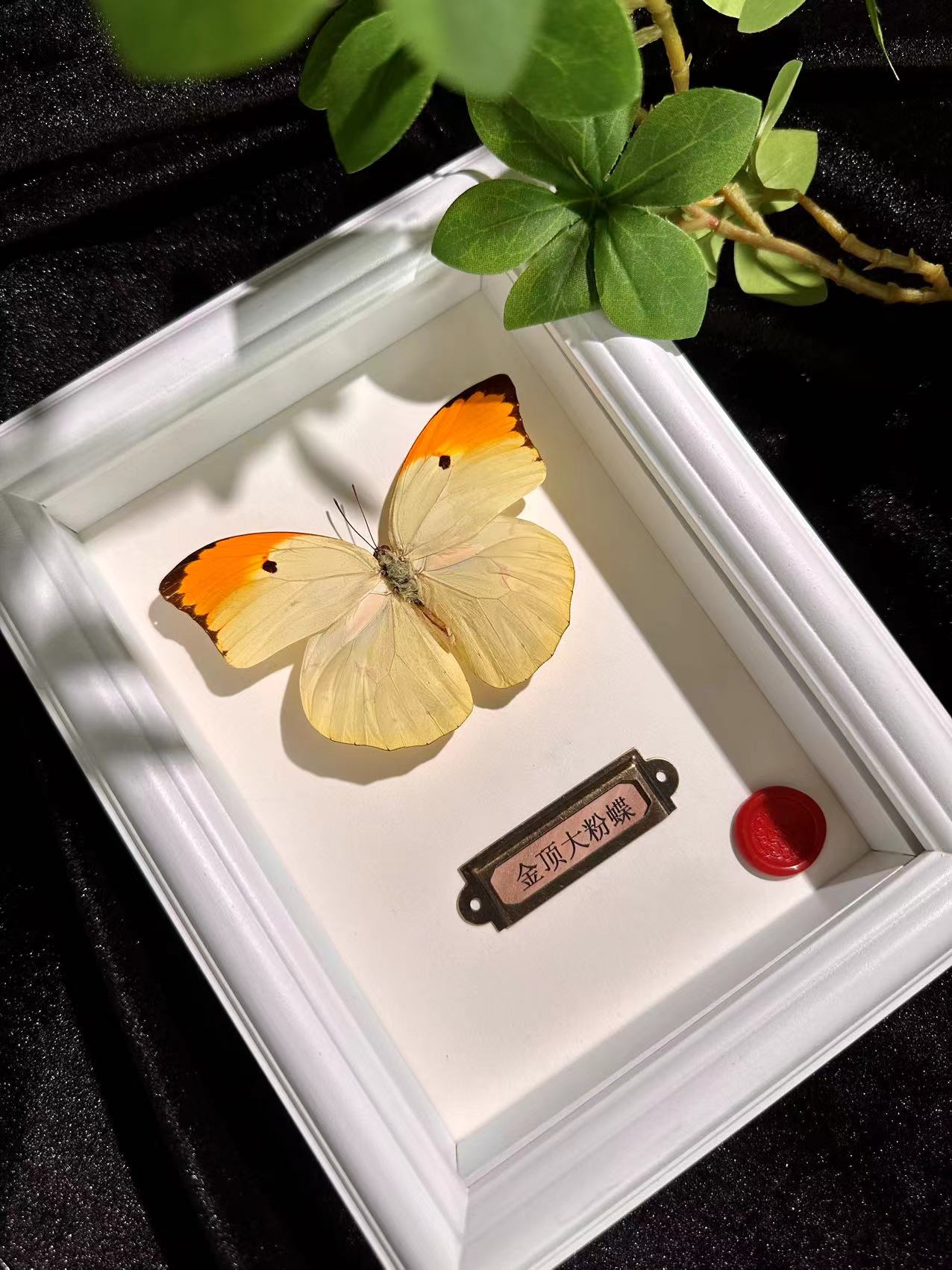 金顶大粉蝶艺术标本相框家居装饰画摆件送朋友送对象生日礼物儿童